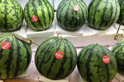 网红一栗沙子动感吃瓜,带你领略美食与娱乐的完美融合